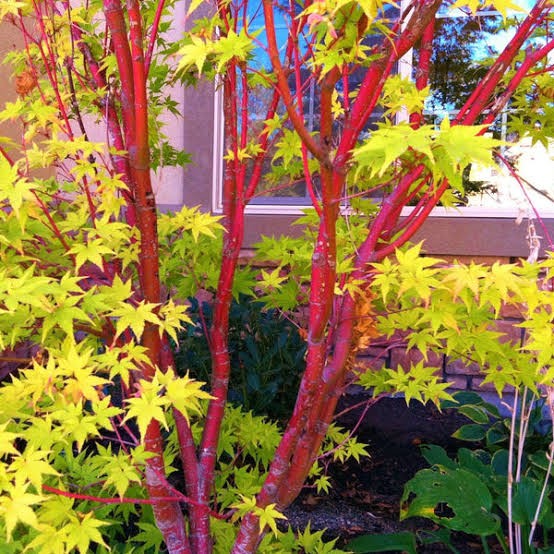 Coral Bark Japanese Maple ‘Sango Kaku’ – Acer palmatum with Vibrant Red Bark | Premium Ornamental Tree India | Floral Kashmir