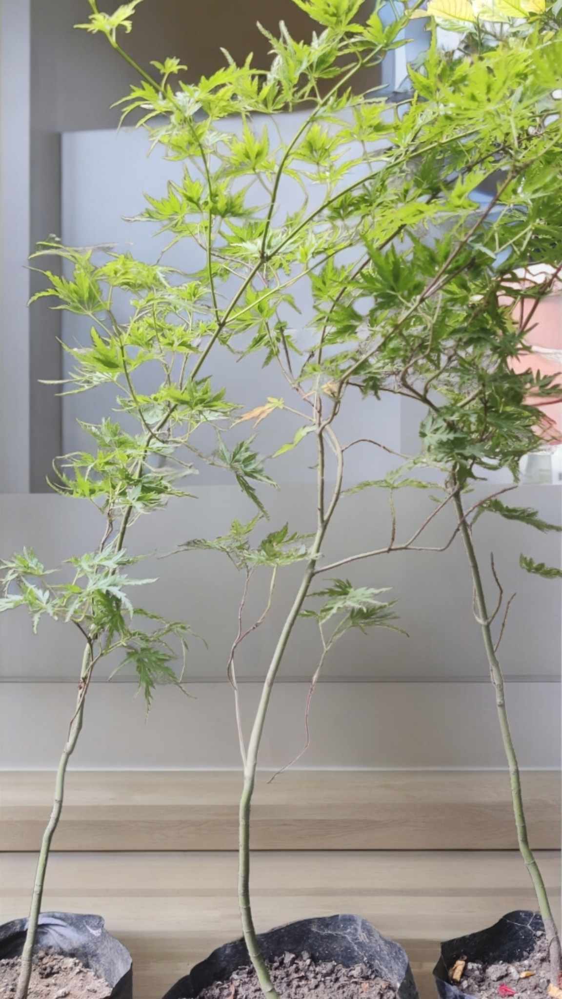 Green Lace Leaf Japanese Maple Plant