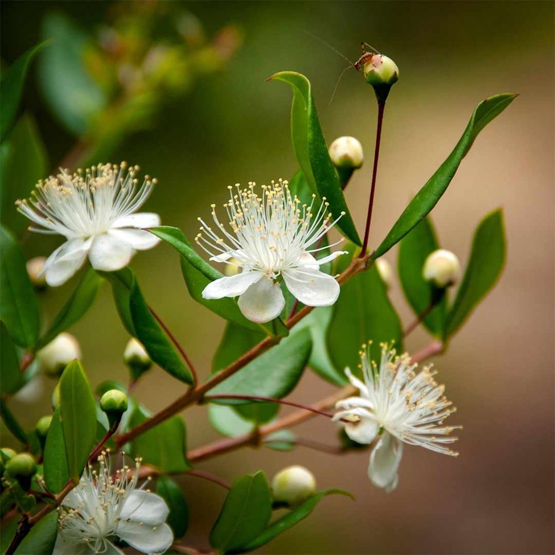 Myrtle Plant