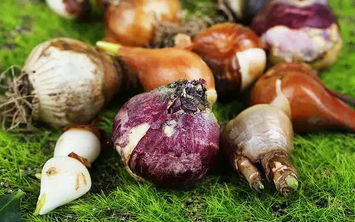 Flowering Bulbs